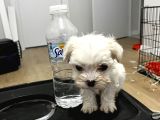 T-CUP MALTESE YAVRULAR