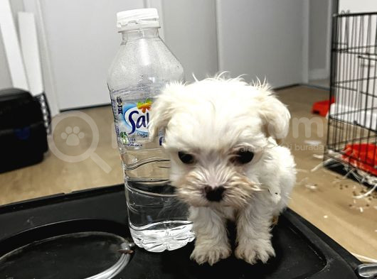 T-Cup Maltese Yavrular