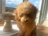 Aşıları tam 4 aylık Poodle