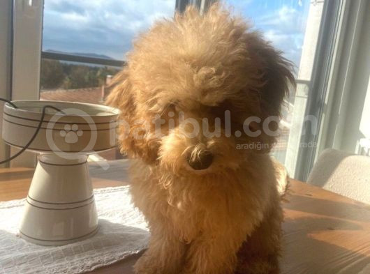 Aşıları Tam 4 Aylık Poodle