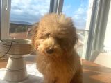 Aşıları Tam 4 Aylık Poodle