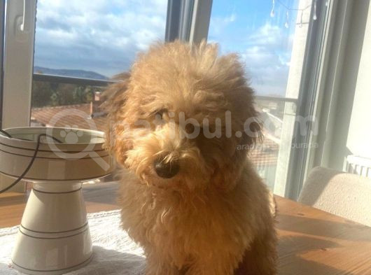 Aşıları Tam 4 Aylık Poodle görsel
