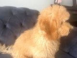 Aşıları Tam 4 Aylık Poodle