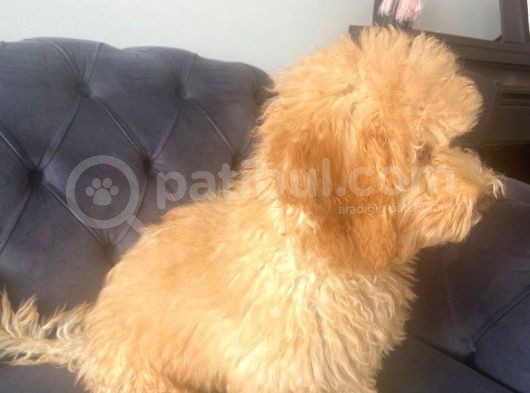 Aşıları Tam 4 Aylık Poodle görsel