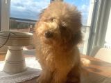 Aşıları Tam 4 Aylık Poodle