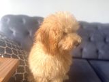 Aşıları Tam 4 Aylık Poodle