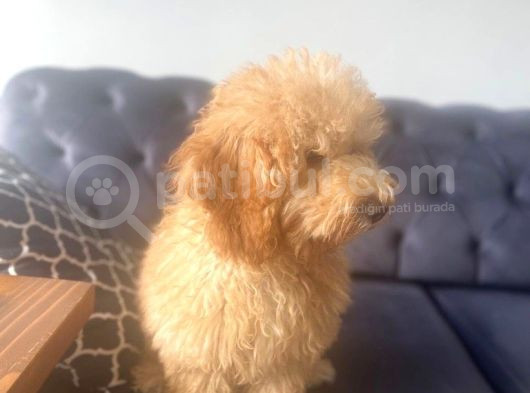 Aşıları Tam 4 Aylık Poodle görsel