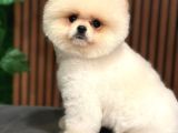 Ayı Suratlı Pomerri̇an Boo Yavrumuz 