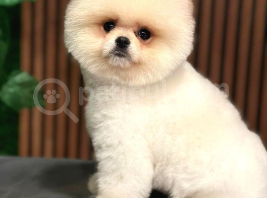 Ayı Suratlı Pomerri̇an Boo Yavrumuz  görsel
