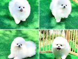 Pomeranian Boo Teddy Bear Beyaz Krem Ayı Surat Orjinal