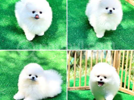 Pomeranian Boo Teddy Bear Beyaz Krem Ayı Surat Orjinal görsel