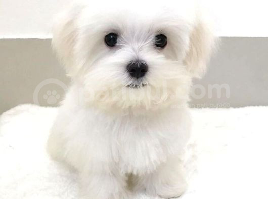Maltesse Terrier Cinsi Mini Boy Puppy Kar Beyaz 
