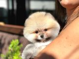 Pomeranian Boo Teddy Bear Beyaz Krem Ayı Surat Orjinal