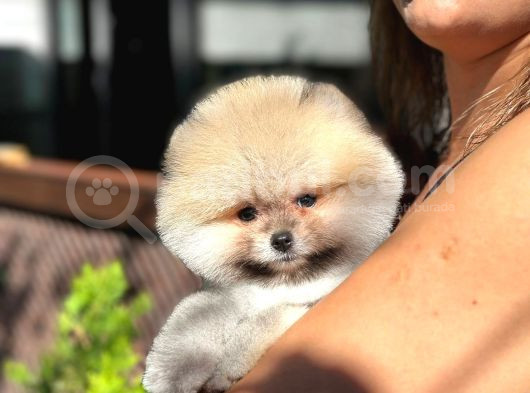 Pomeranian Boo Teddy Bear Beyaz Krem Ayı Surat Orjinal görsel
