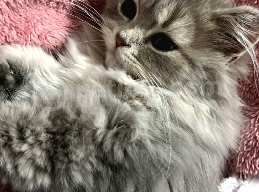 British Longhair Safkan Sağlık Garantili görsel