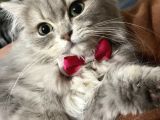 British longhair safkan sağlık garantili