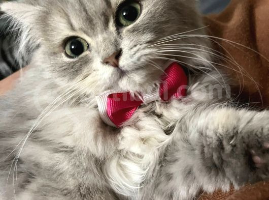 British Longhair Safkan Sağlık Garantili