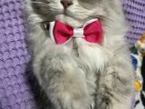British Longhair Safkan Sağlık Garantili