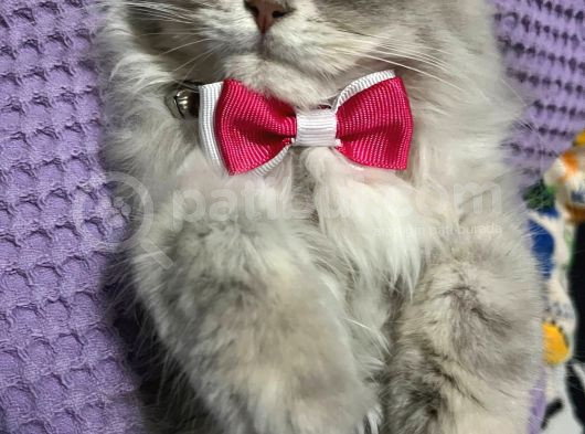 British Longhair Safkan Sağlık Garantili görsel