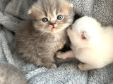 Top Kafa Scottish Fold Yavruları