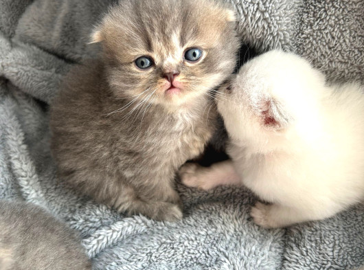 Top Kafa Scottish Fold Yavruları görsel