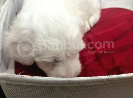 Maltes Terrier Yavrular görsel