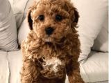 Mini Boy Puppy Kıpkırmızı Red Tooy Poodle 