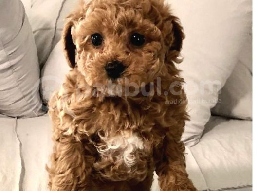 Mini Boy Puppy Kıpkırmızı Red Tooy Poodle  görsel