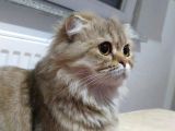 Top kafa scottish Fold Yavruları