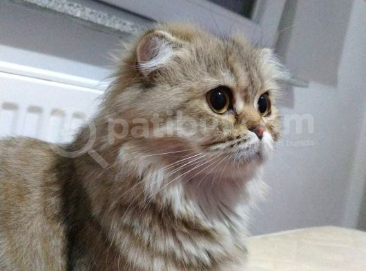Top Kafa Scottish Fold Yavruları