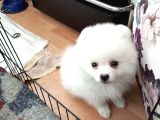 3 Aylık Pomerian Boo