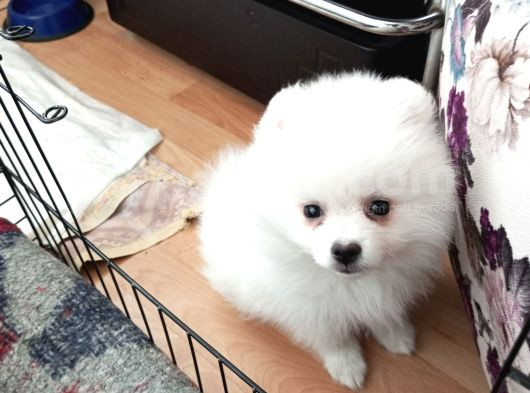 3 Aylık Pomerian Boo görsel