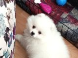 3 Aylık Pomerian Boo