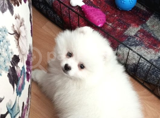 3 Aylık Pomerian Boo görsel