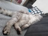 Ucretsiz Cins Kedi