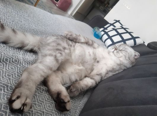 Ucretsiz Cins Kedi görsel