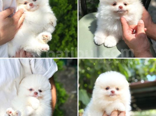 Ayı Surat Pomeranian Saflan Garantili Orjinal Teddy görsel