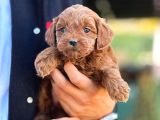 Redbrow kahverengi her bütçeye Uygun Toy poodle