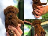 Redbrow Kahverengi Her Bütçeye Uygun Toy Poodle