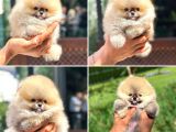 Ayı Surat Pomeranian Saflan Garantili Orjinal Teddy