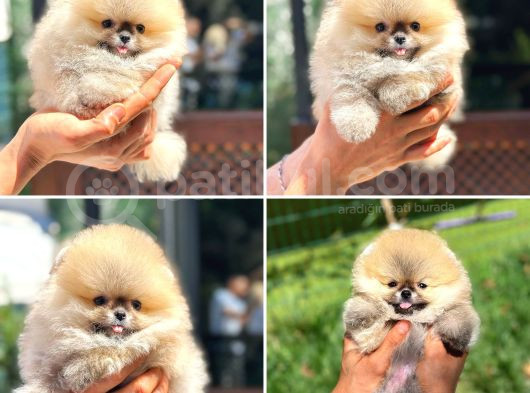 Ayı Surat Pomeranian Saflan Garantili Orjinal Teddy görsel