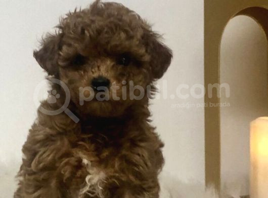 Red Braw Kıpkırmızı Ev Üretimi Tooy Poodle 