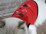 Top Kafa Scottish Fold Yavruları