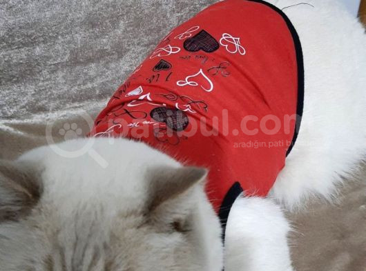 Top Kafa Scottish Fold Yavruları görsel