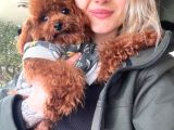 Toy Poodle Yavru