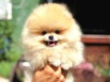 Ayı Surat Orange Beyaz Orijinal Safkan Pomeranian