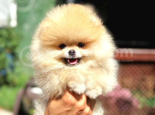 Ayı Surat Orange Beyaz Orijinal Safkan Pomeranian görsel