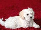 Maltes Terrier Yavrular