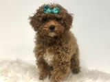 Mini boy puppy kıpkırmızı Red TOOY POODLE 