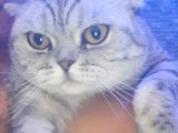 UCRETSIZ CINS KEDI
